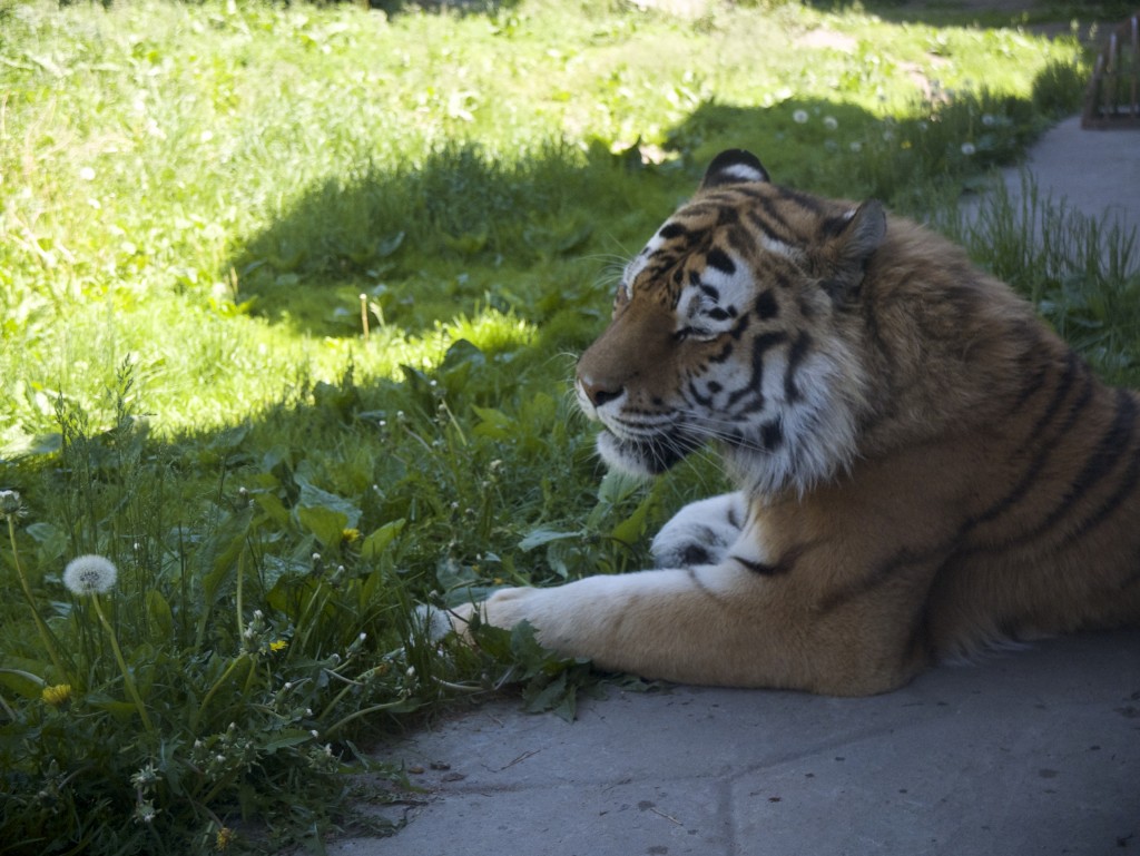 Tiger